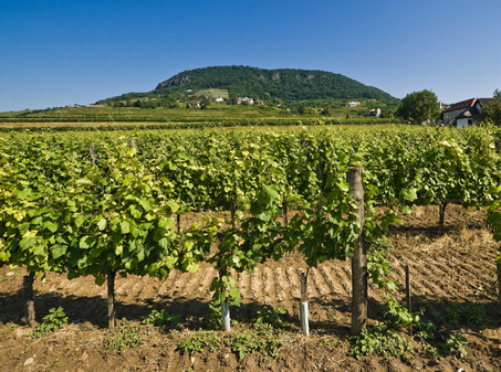 Magyarország a 10. legjobb borturisztikai desztináció