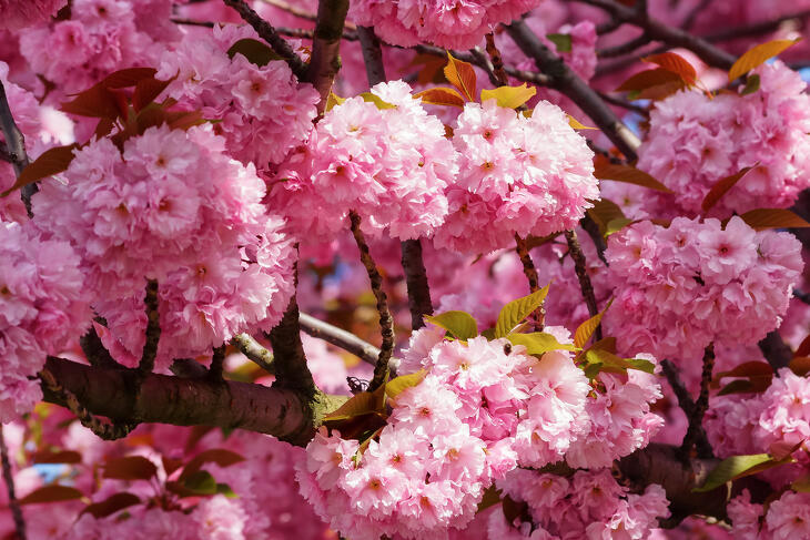 Idén is lesz Sakura ünnep a Füvészkertben