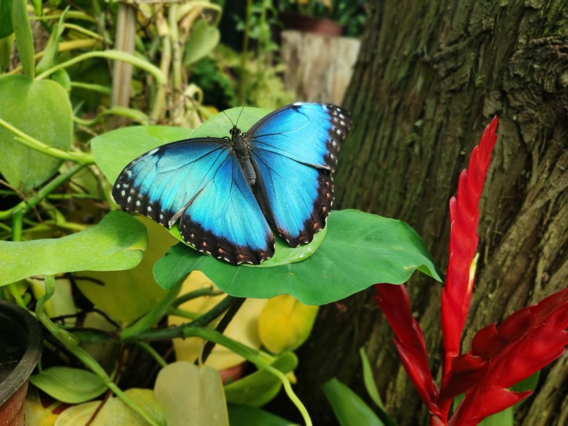 Színpompás trópusi pillangók lepték el a szegedi füvészkertet