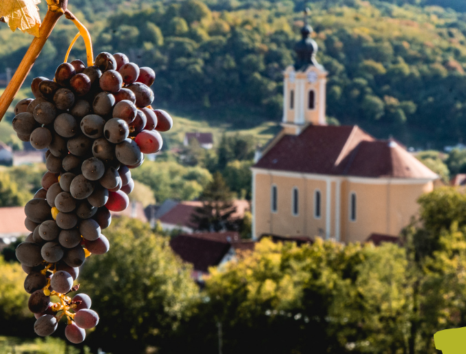 Bor-Barangolás a mecseknádasdi pincesorokon