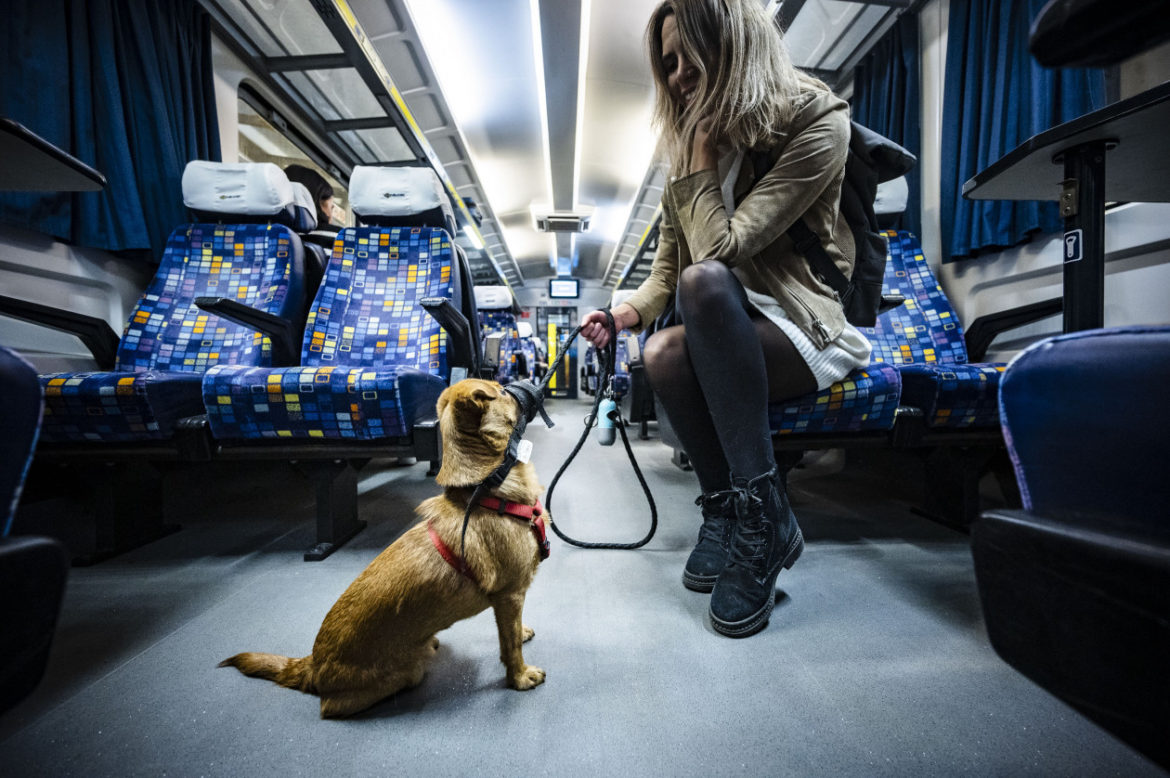 Így válik ingyenessé a kutya- és a kerékpárszállítás Budapesten